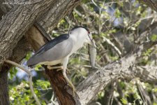 Black-crowned Night Heron WM RS 0001.jpg