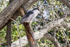 Black-crowned Night Heron WM RS 0009.jpg