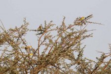 Sudan Golden Sparrows (6).jpg
