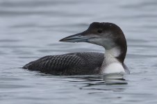 20180113 (14)_Great_Northern_Diver.JPG