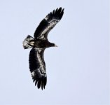 DSC03179 Steller's Sea Eagle @ Yakumo.jpg