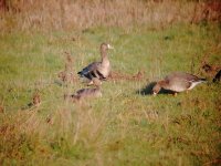 Greater White-fronted Geese.jpg