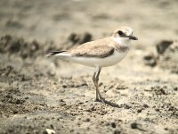 IMG_0154 Greater Sandplover @ Shui Hau.JPG