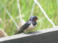 Minsmere RSPB Eurasian Swallow 2.JPG