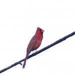 Cardinal03.jpg