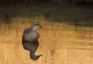 Female Mallard (on golden pond)