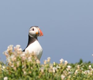 Puffin in the flowers