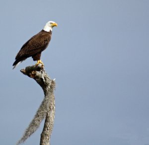 Bald Eagle - Florida
