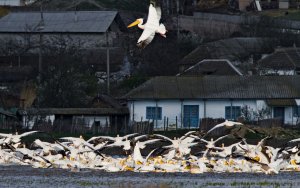 White Pelicans fishing