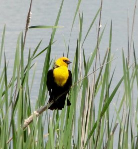 Adult male Yellow-headed Blackbird