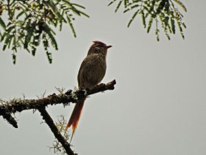 Striolated Tit-spinetail