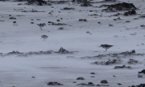 Sanderling, ethereal scene