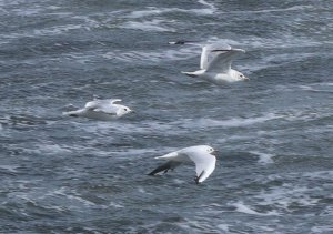Common and Black-headed Gulls