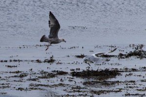GBB Gull tries to rob a Herring Gull of its catch. Part 1