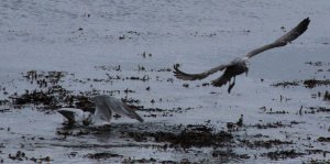 GBB Gull tries to rob a Herring Gull of its catch. Part 2