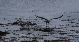 GBB Gull tries to rob a Herring Gull of its catch. Part 3