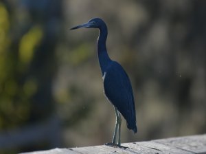 Little blue heron