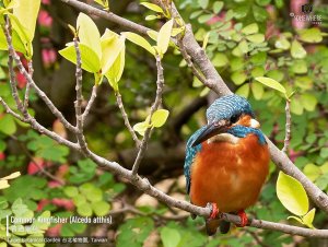 Common Kingfisher, Taiwan