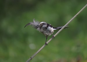 Long-tailed tit with nesting material