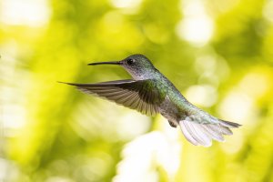 Green-and-white hummingbird in flight
