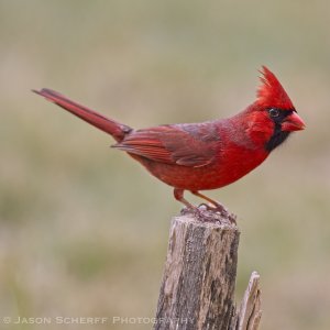 Northern Cardinal.jpg