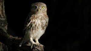 Little Owl, Athene noctua, (Kukumav)