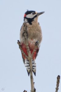 Great_Spotted_Woodpecker.jpeg