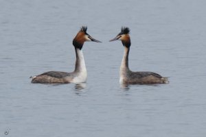 Great_Crested_Grebe.jpeg