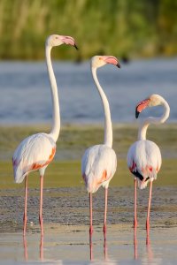 Greater Flamingo, Phoenicopterus roseus (Allı turna, Flamingo)