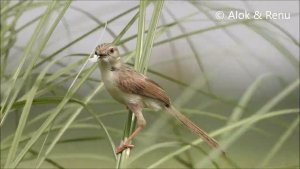 Delicate Prinia : nest material and call : Amazing Wildlife of India by Renu Tewari and Alok Tewari