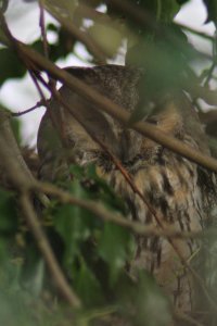 Long-eared owl roost