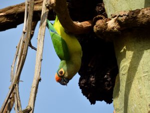 "Just hanging..." (peach-fronted parakeet)