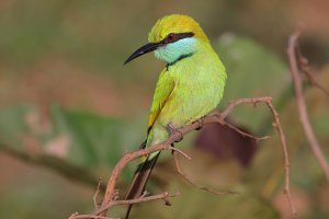 Asian / Green Bee-eater 9.JPG
