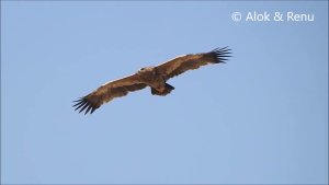 Raptor-229 : Steppe Eagle soaring : Amazing Wildlife of India by Renu Tewari and Alok Tewari