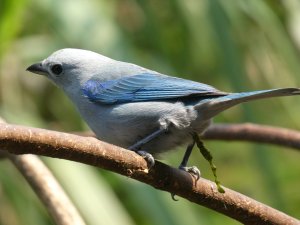 Blue-gray Tanager😂