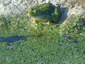 Iberian green frog