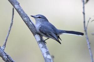 Grey Tit-Flycatcher