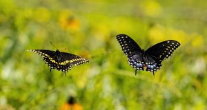 Black Swallowtails, Male left, Female right