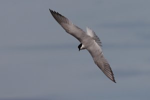 gull-billed tern