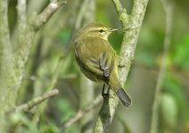 chiffchaff-00014.jpg