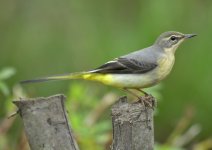 grey_wagtail-00061.jpg