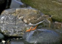 turnstone-00142.jpg