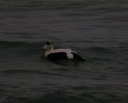 Borealis Eider Girdle Ness 191007a.jpg