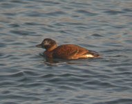 LongtailedDuck GirdleNess 201007c.jpg