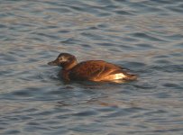 LongtailedDuck GirdleNess 201007d.jpg