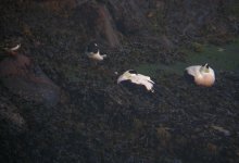 Borealis Eider Girdle Ness 201007a.jpg