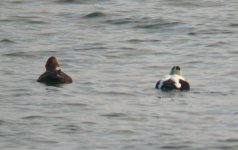 Borealis Eider Girdle Ness 201007b.jpg