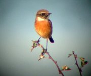 rutlandstonechat1.jpg