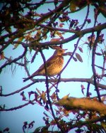 rutlandfieldfare.jpg