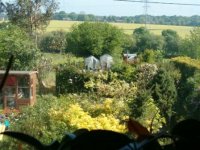 Garden from upstairs window.jpg